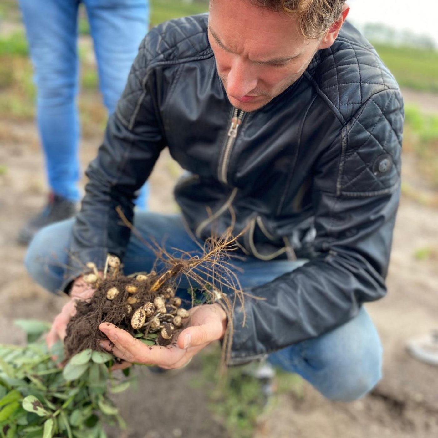 Peanut Day! A Tribute to Our Favorite Plant: The Peanut Plant.