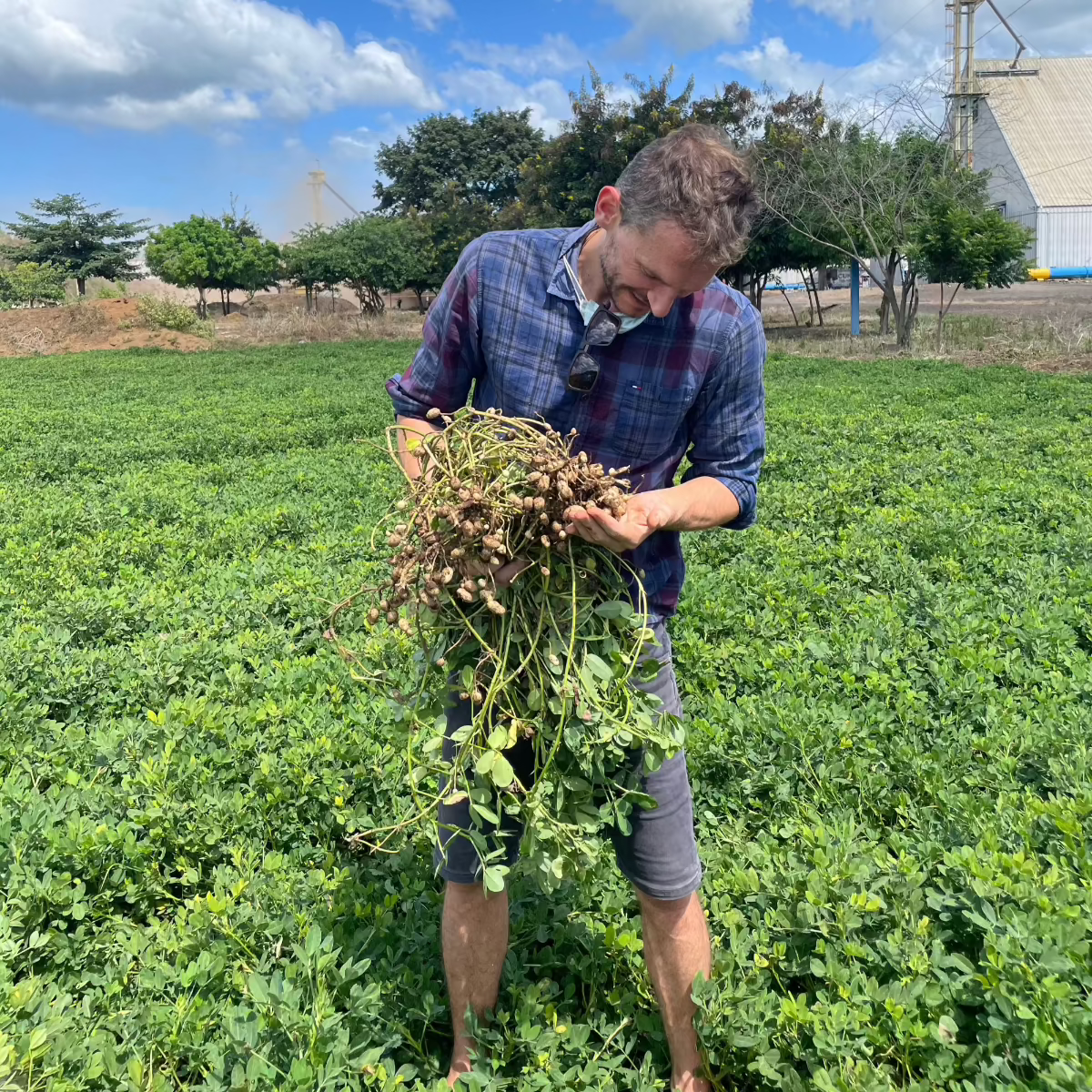 peanut plant